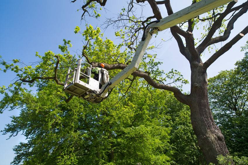 Kinnucan Tree Experts and Landscape Company - tree specialist working - Northfield tree care.