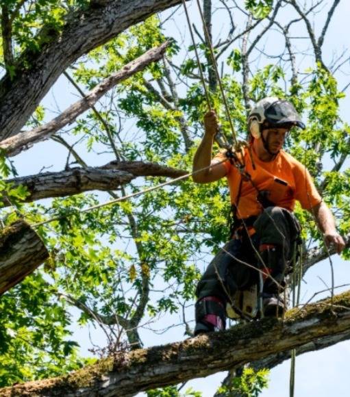 Kinnucan Tree Experts & Landscape Company - tree specialist in a tree examining it's bark - Evanston tree care.