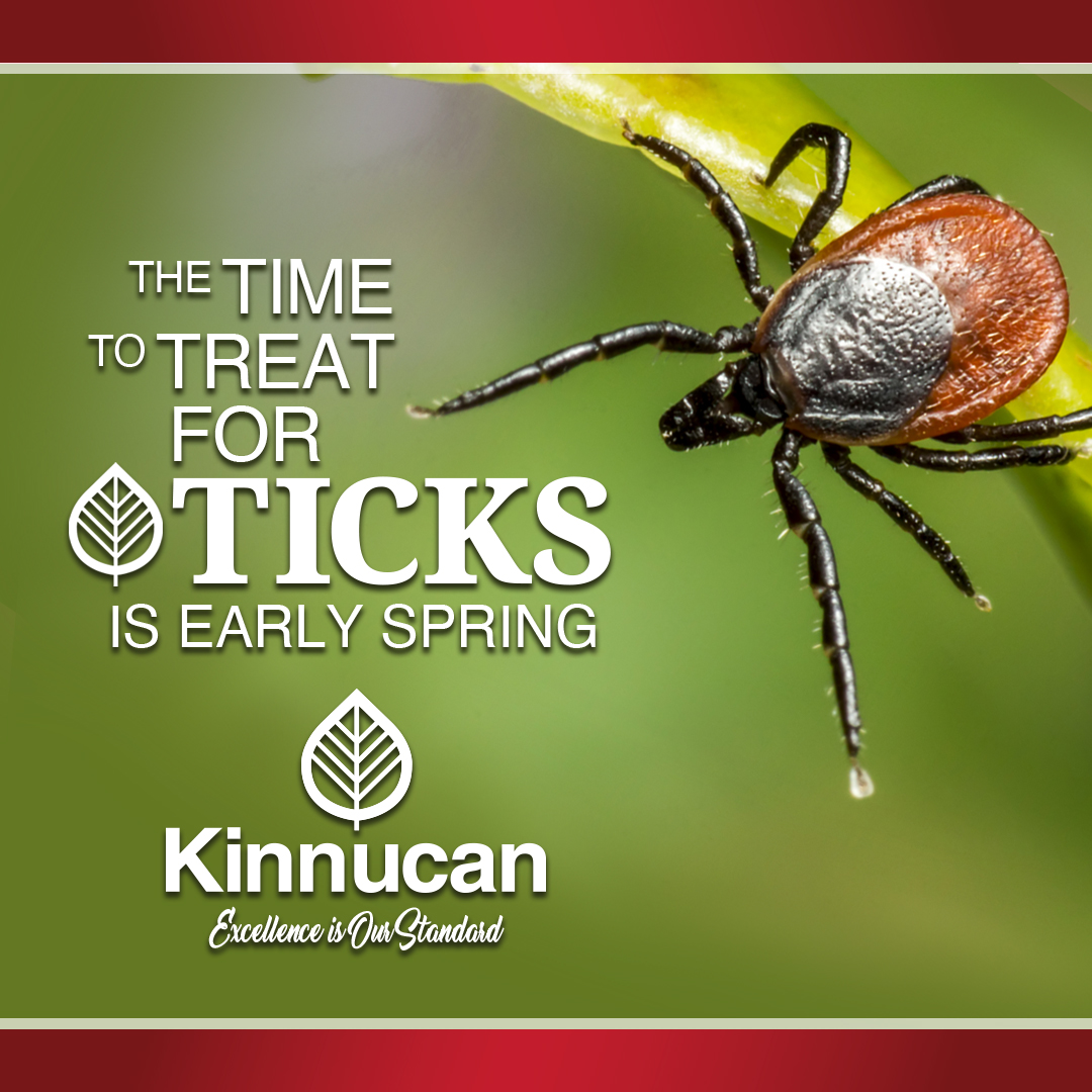 Ticks